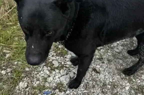 Найдена собака, Сочи, фото: Найдена собака, А-147, Сочи