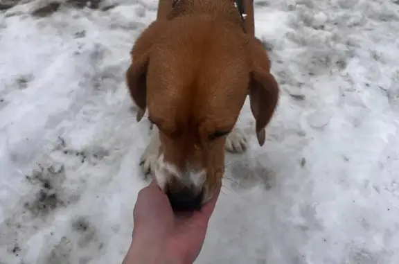 Найдена собака, Тверь, фото: Найден собака, 1-я Интернациональная улица, 19, городской округ Тверь - молодой бигль с ошейником