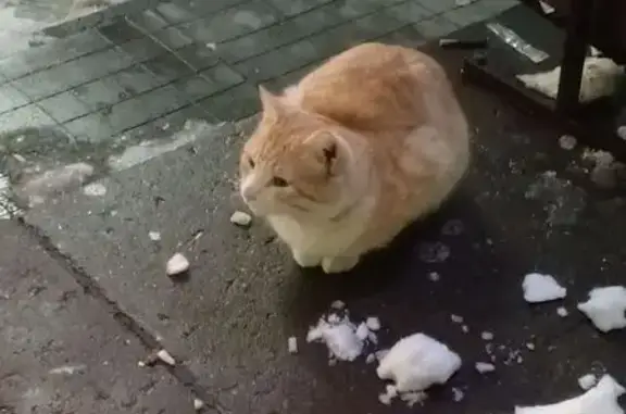 Найдена кошка, Чебоксары, фото: Найдена кошка, улица 324-й Стрелковой Дивизии, 3А, Чебоксары - рыжая с белыми пятнами