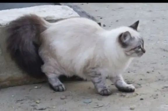 Пропала кошка, улица Есенина, 12, Афипский - котенок 4 месяца, пугливая - photo