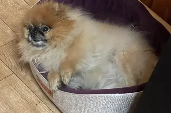 Пропала собака, улица Тельмана, Жуковка - photo