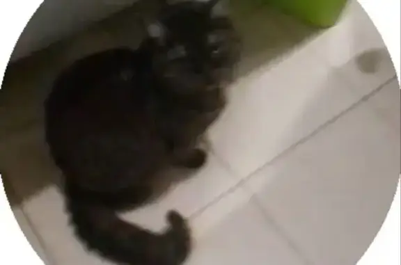 Пропала кошка, Рабочая улица, 105, Балашов - чёрная с зелёными глазами - photo