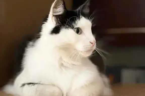 Пропал кот, Волоколамск, Московская область - очень пушистый и общительный - photo