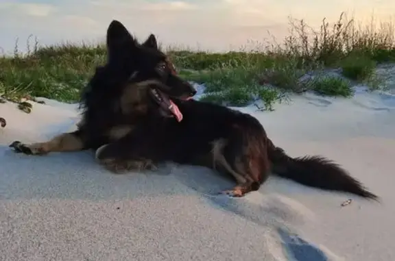 Пропал собака, улица Горького, 18, Черняховск - окрас как у овчарки - photo