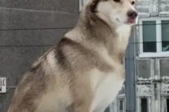 Найдена собака, Мурманск, фото: Найдена собака, Верхне-Ростинское шоссе, 25, Мурманск - похожа на хаски