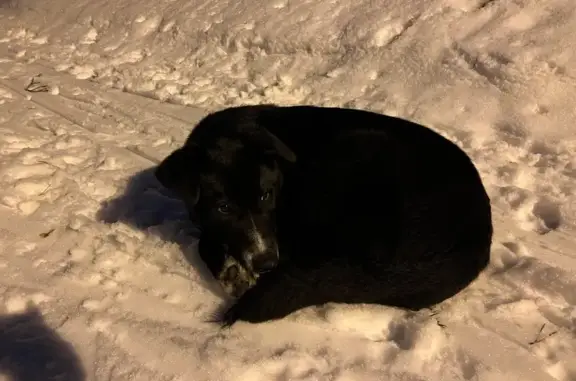 Найденные животные Гусь-Хрустальный, фото: Найден собака, Интернациональная улица, Гусь-Хрустальный - молодой пёс с чёрного окраса