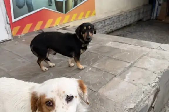 Найдена собака, Новороссийск, фото: Найдена собака, улица Бирюзова, 8, Новороссийск - одна с ошейником