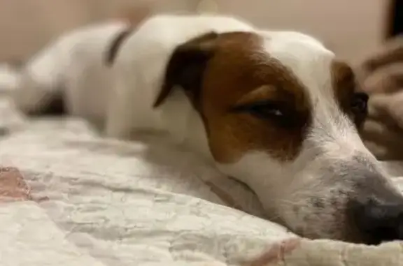 Пропала собака, Калининградская улица, 7, Краснодар - photo