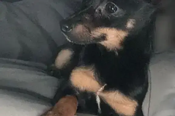 Пропала собака, Набережная улица, 64Б, Мостовской - отзывается на кличку Буся - photo