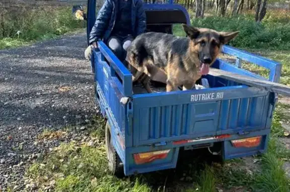 Пропал собака, мужской, Институтская улица, 8, Долгопрудный - photo