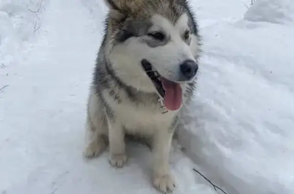 Найдена собака, район Коммунарка, фото: Найдена собака, Киевское шоссе, район Коммунарка - светло-серая хаски