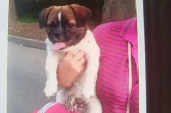 Пропал собака, Основная улица, 17, Ростов-на-Дону - зовут Кузя - photo