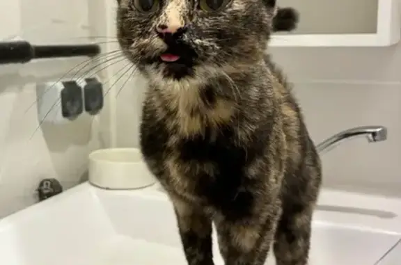 Найдена кошка, Пермь, фото: Найдена кошка, улица Блюхера, 3, Пермь - разговорчивая и контактная