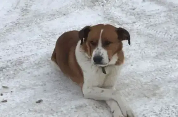 Собаки потеряшки, Пермь, фото: Потеряшка собака, Верхнемостовая улица, Пермь - белый с рыжим, крупный