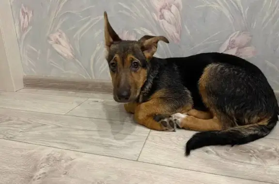 Найдена собака, Ульяновск, фото: Найдена собака, проспект Ливанова, 8, Ульяновск - похожа на немецкую овчарку