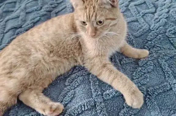 Найдена кошка, Йошкар-Ола, фото: Пропал кот, улица Петрова, 30, Йошкар-Ола - молодой, без блох