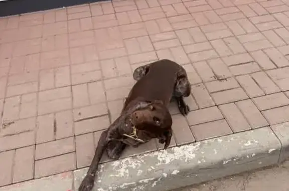 Найдена собака, Новочеркасск, фото: Найден собака, улица Ростовский Выезд, 20, Новочеркасск - курцхаар в ярком ошейнике