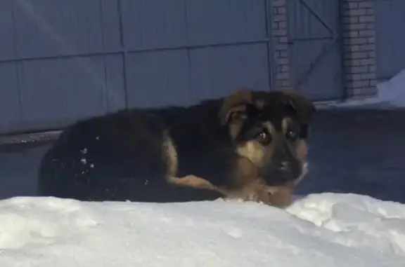 Пропал щенок немецкой овчарки, Солнечная улица, 29, Вязьма - черный окрас с коричнево-рыжими местами - photo