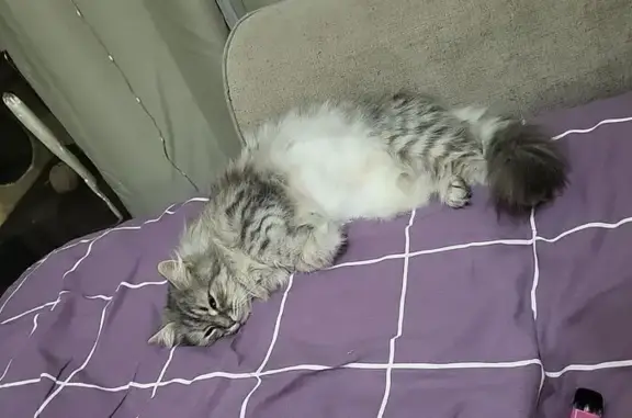 Пропала кошка, Российская улица, 267 к1, Краснодар - photo