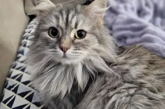 Пропала кошка, Российская улица, 267 к1, Краснодар - серая с белым, зелёные глазки - photo