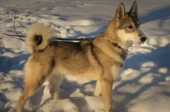 Пропал собака, 2-й Агрегатный переулок, 6, Курск - западно-сибирская лайка - photo