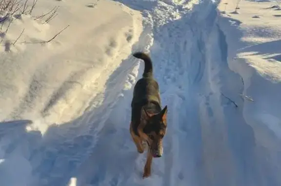 Пропала собака, Ильинская улица, Пермь - овчарка с ошейником - photo