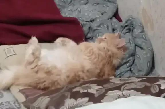 Пропал кот, улица Машиностроителей, 14/1, Уфа - очень пушистый и ласковый - photo