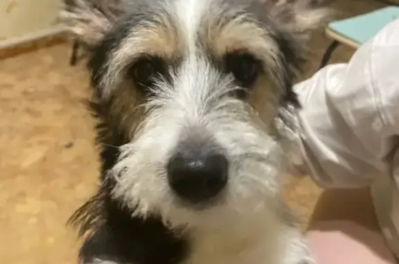 Пропала собака, Народная улица, 16, Оренбург - черно-белый окрас, стоячие острые уши - photo