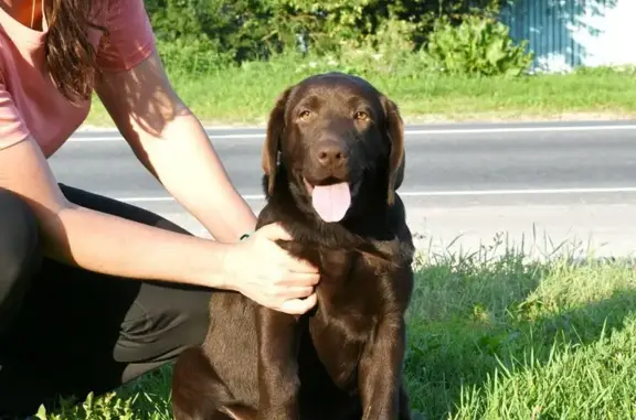 Пропала собака, Центральная улица, 78Б, Алеканово - порода лабрадор - photo