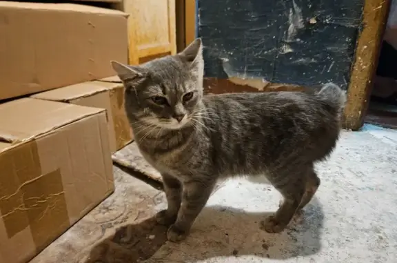 Найденные животные Курск, фото: Найден кот, Заводская улица, 29, городской округ Курск - серый с длинным хвостом