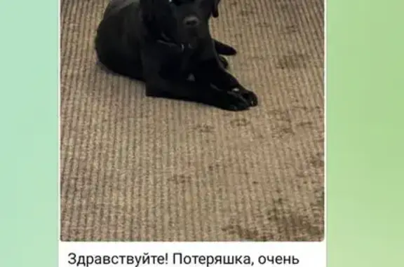 Найденные животные Самара, фото: Найден собака, 5-я просека, Самара - чёрный, бегал возле подъездов домов