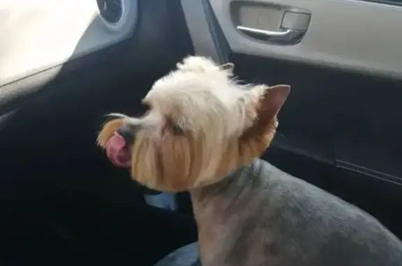 Пропал собака, мужской, улица Ломоносова, 50, Лабинск - бельмо на одном из глаз - photo