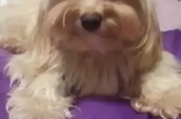 Пропала собака, женский пол, улица Волкова, Казань - photo