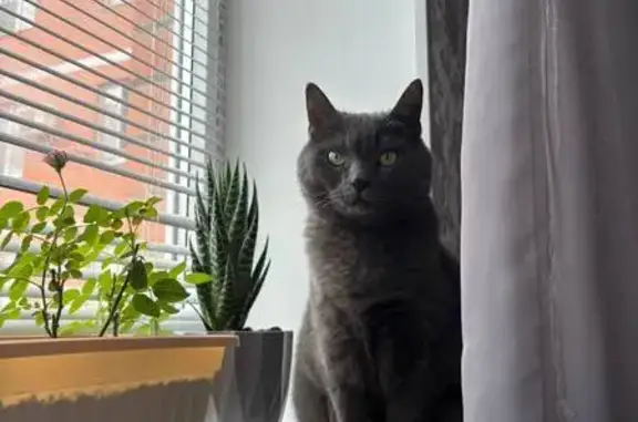 Кошки потеряшки, Каспийск, фото: Потеряшка кошка, проспект М. Омарова, 20, Каспийск - сероглазая с белым шрамом