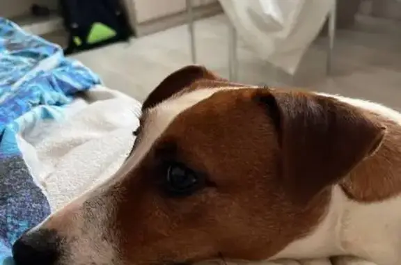 Пропала собака, улица Левченко, 26, городской округ Батайск - стандартный окрас для джек-рассела - photo