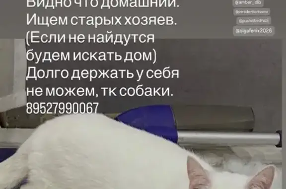 Найдена кошка, Калининград, фото: Найдена кошка, Иркутская улица, 4, Калининград - белый кот