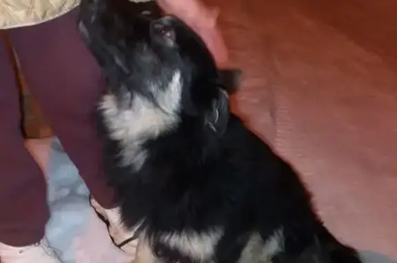 Найдена собака, Воронеж, фото: Найден собака, мужской, улица Ломоносова, 115, Воронеж - черный лохматый