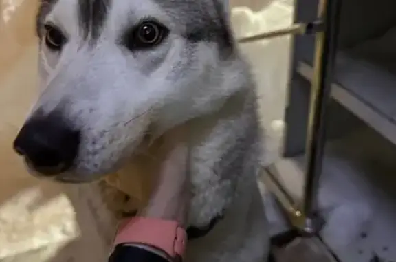 Найдена собака, Воронино, фото: Найдена собака, Центральная улица, 25, Воронино - светлая Хаски мальчик