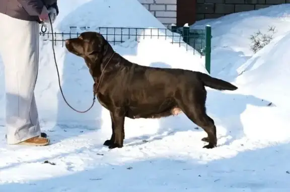 Пропала собака, Алеканово, Рязанская область - шоколадные девочки лабрадора - photo