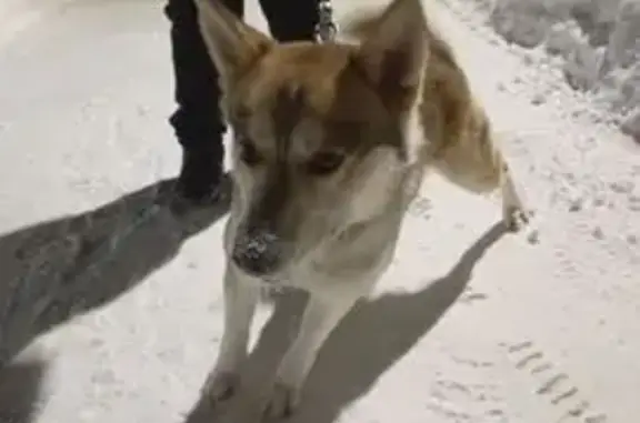 Пропала собака, светло-рыжий окрас, Кольцовка - photo