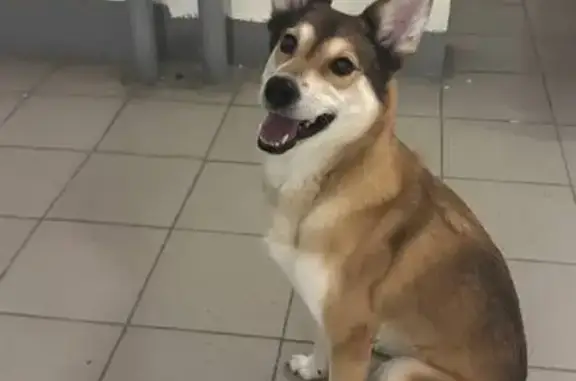 Найдена собака, Тюмень, фото: Найдена собака, женский пол, улица Прокопия Артамонова, 8, Тюмень