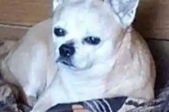 Пропала собака, улица Бурденко, 18, Нижний Новгород - коричневый окрас, добрый - photo