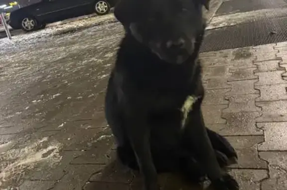 Найдена собака, Красный Бор, фото: Найден собака, Васильковая улица, Красный Бор - чёрный, молодой