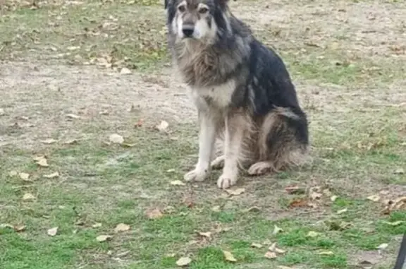 Пропал собака, улица 64-й Армии, 131, Волгоград - серо-бело-черный, старенький, почти без зубов - photo
