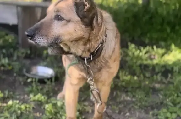 Пропала собака, Дмитриевка, Белгородская область - средний размер, стоячие уши - photo