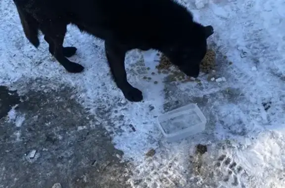 Найденные животные Хабаровск, фото: Найден собака, мужской, Беломорская улица, 69, Хабаровск