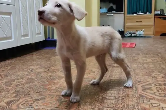 Найдена собака, Иркутск, фото: Найден собака, Кайская улица, 16, Иркутск - светлая золотистая шерсть