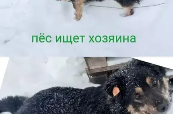 Найдена собака, Уфа, фото: Найден собака, мужской, Нагаевское шоссе, Уфа