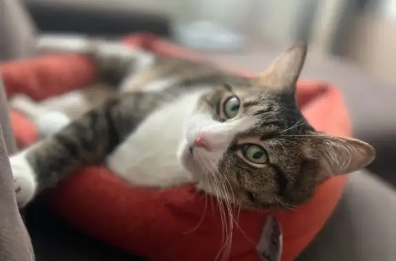 Пропал кот, улица Фадеева, 1, Балашиха - на бедре буква «Т» - photo