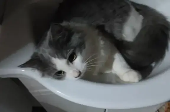 Пропал кот, проспект Карла Маркса, 368, Самара - серо-белый окрас - photo